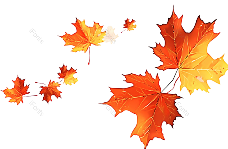 叶子图片,装饰元素,秋天PNG,简约免抠素材